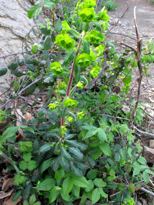 Euphorbia amygdaloides